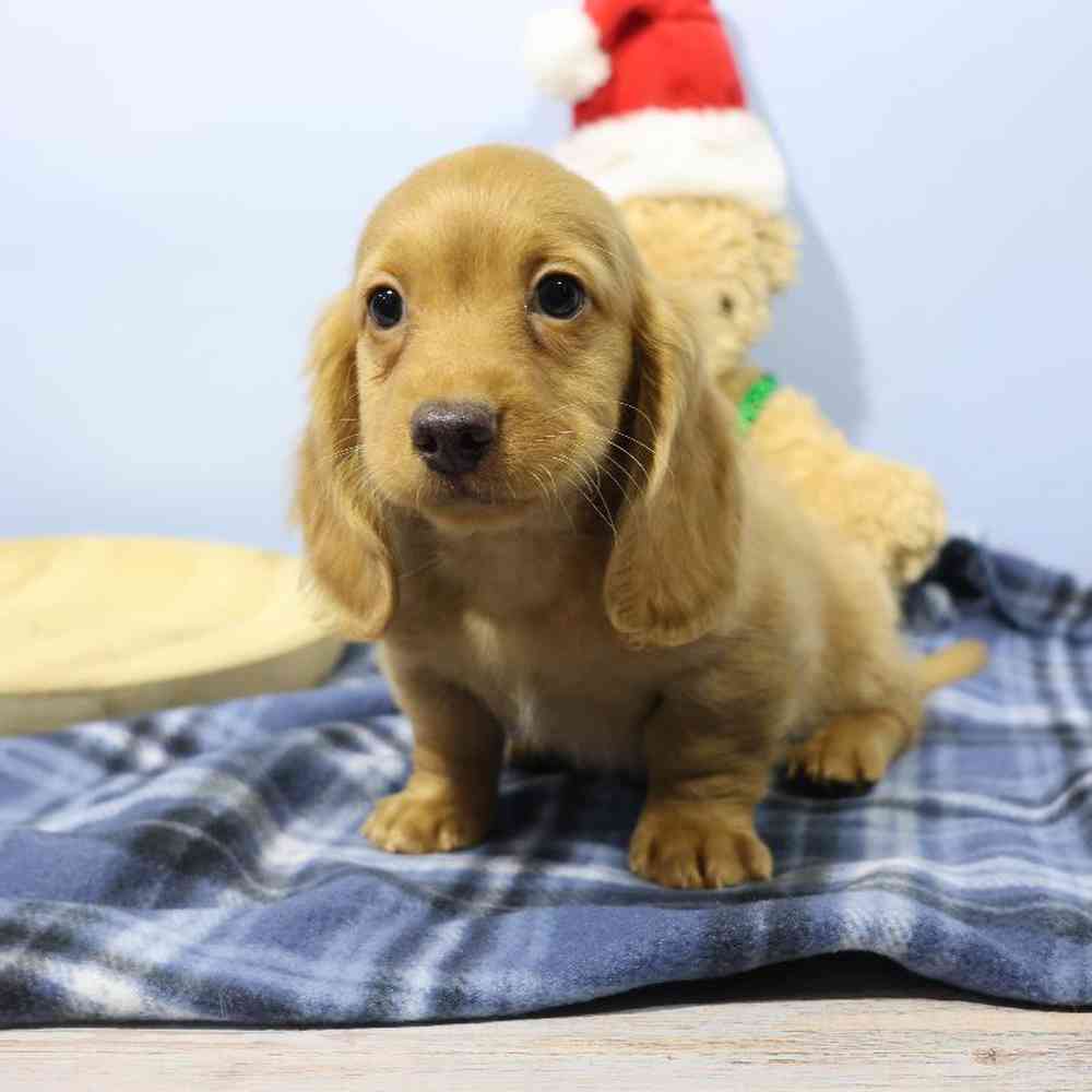 Male Dachshund Puppy for Sale in Millersburg, IN