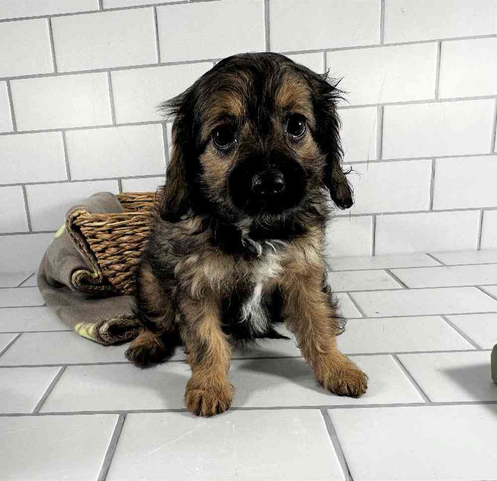 carousel pet images