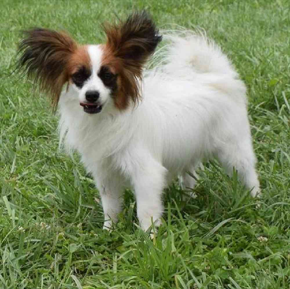 carousel pet images