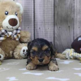 Cavapoo