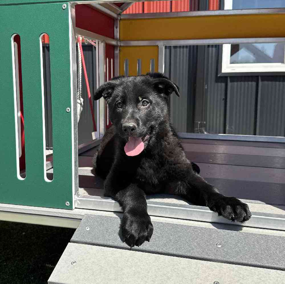 carousel pet images