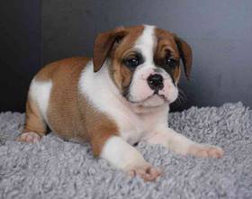 Bulldoggle