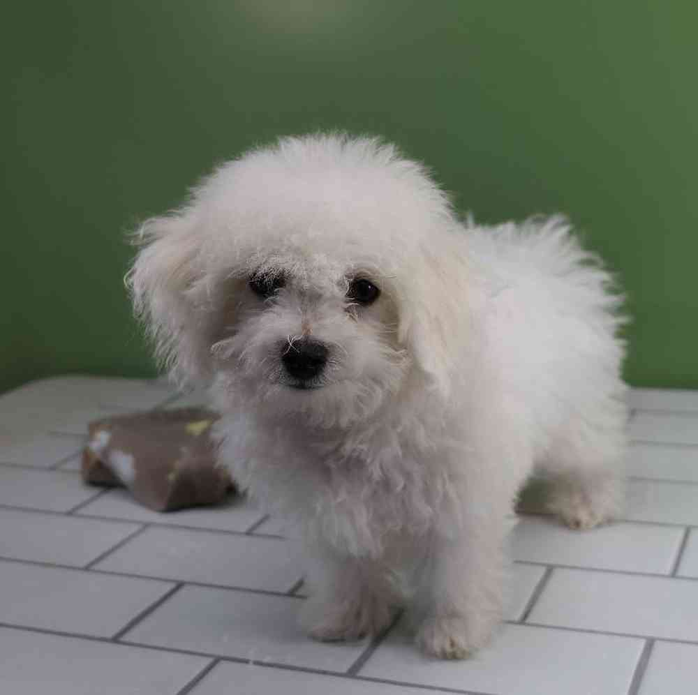 Male Bichon Puppy for Sale in Millersburg, IN