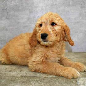 Goldendoodle