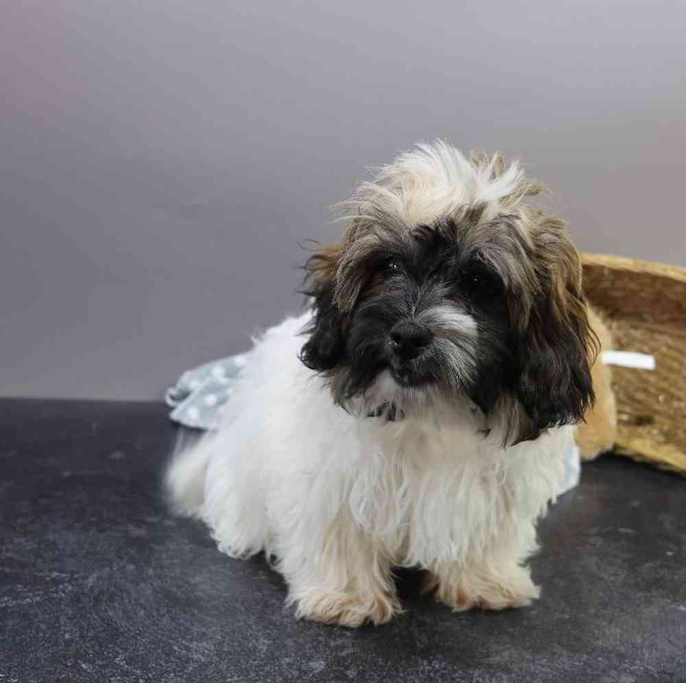 carousel pet images