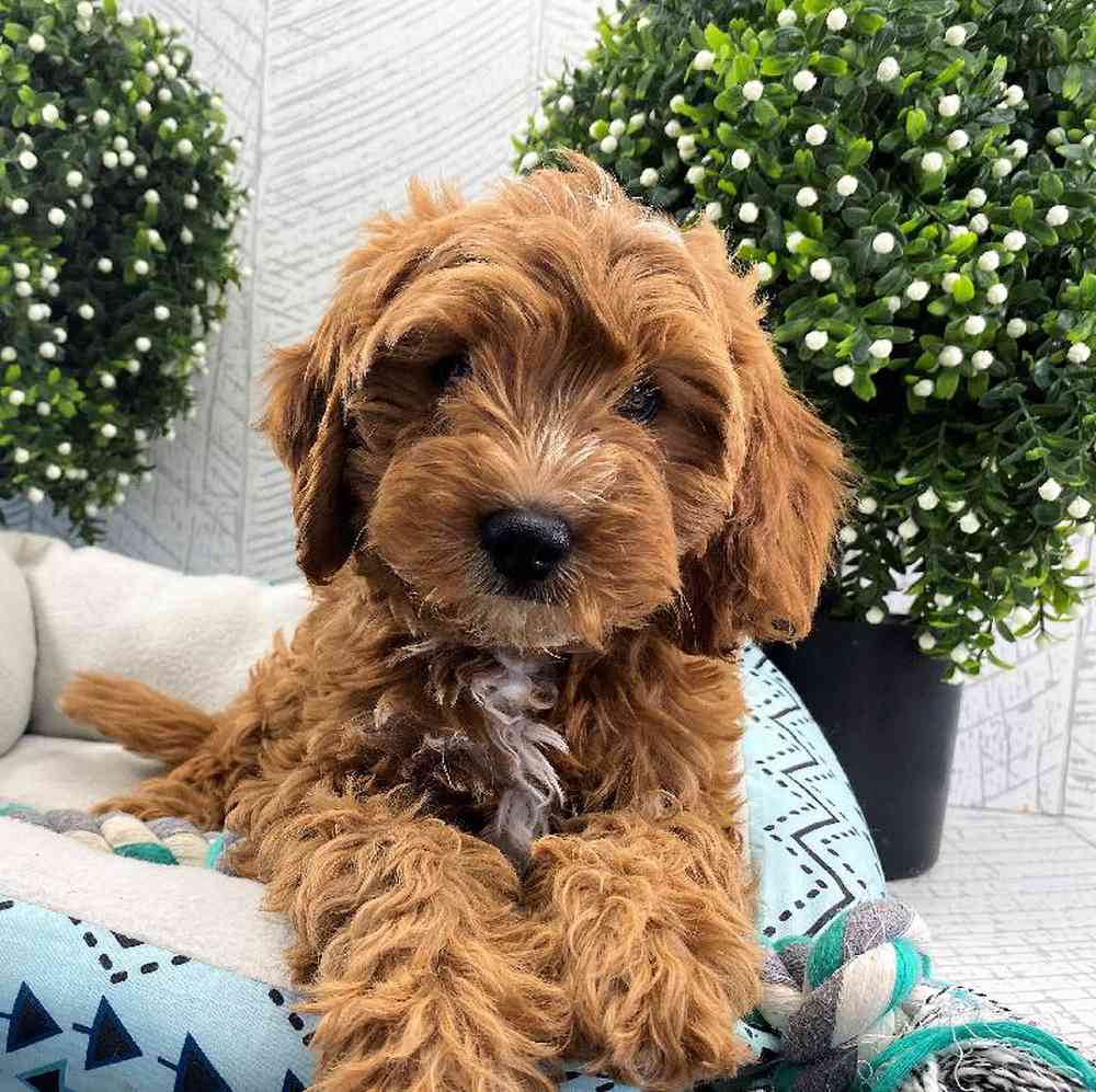 carousel pet images