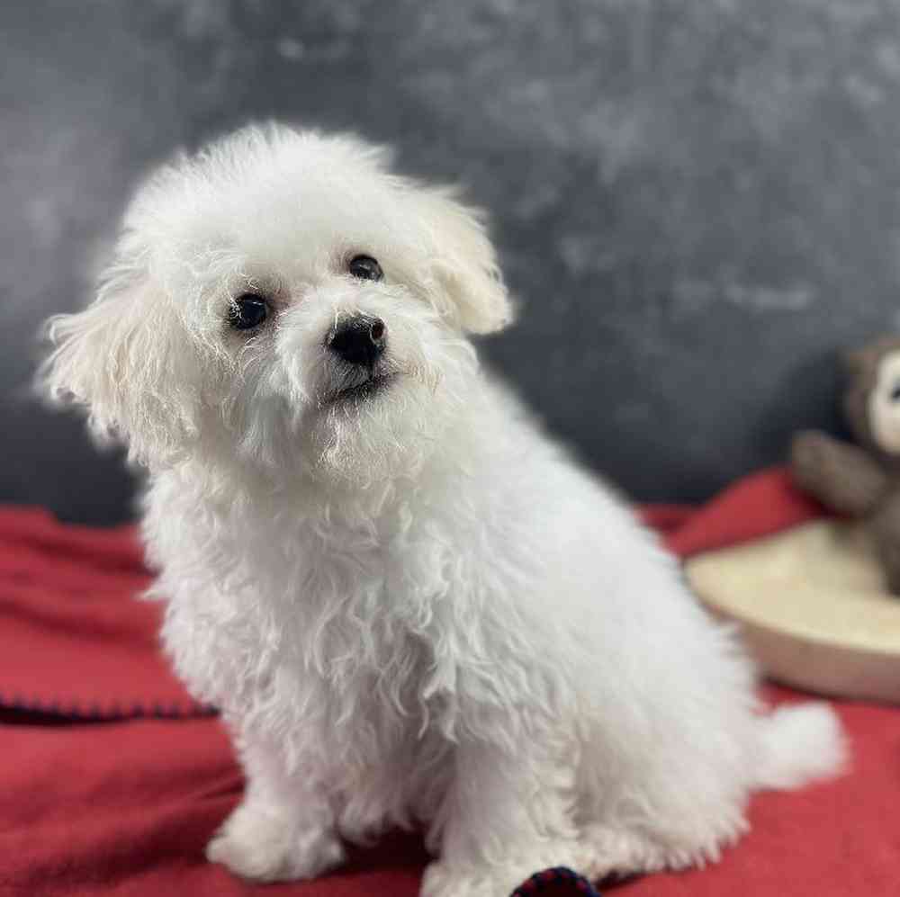 Male Bichon Puppy for Sale in Millersburg, IN