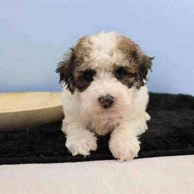 Bichon-Poodle