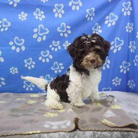 Havanese