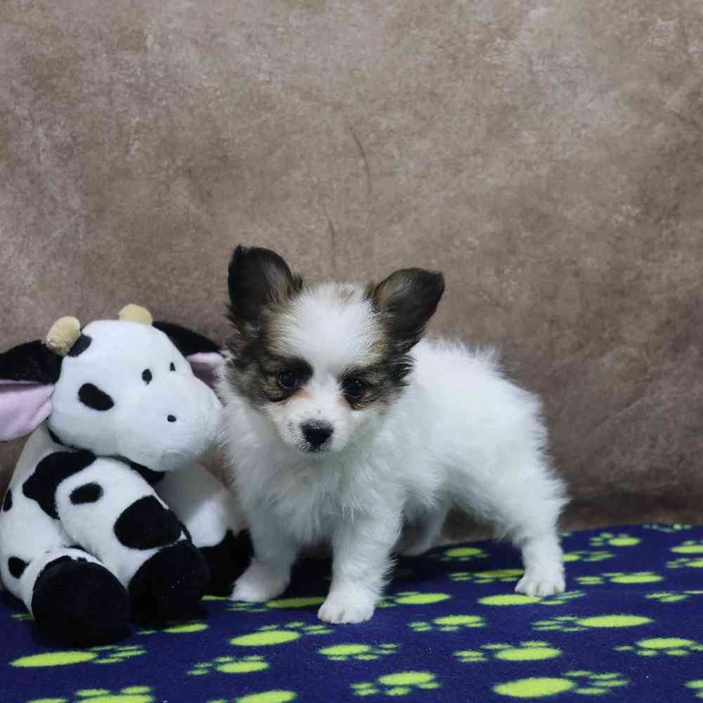 carousel pet images