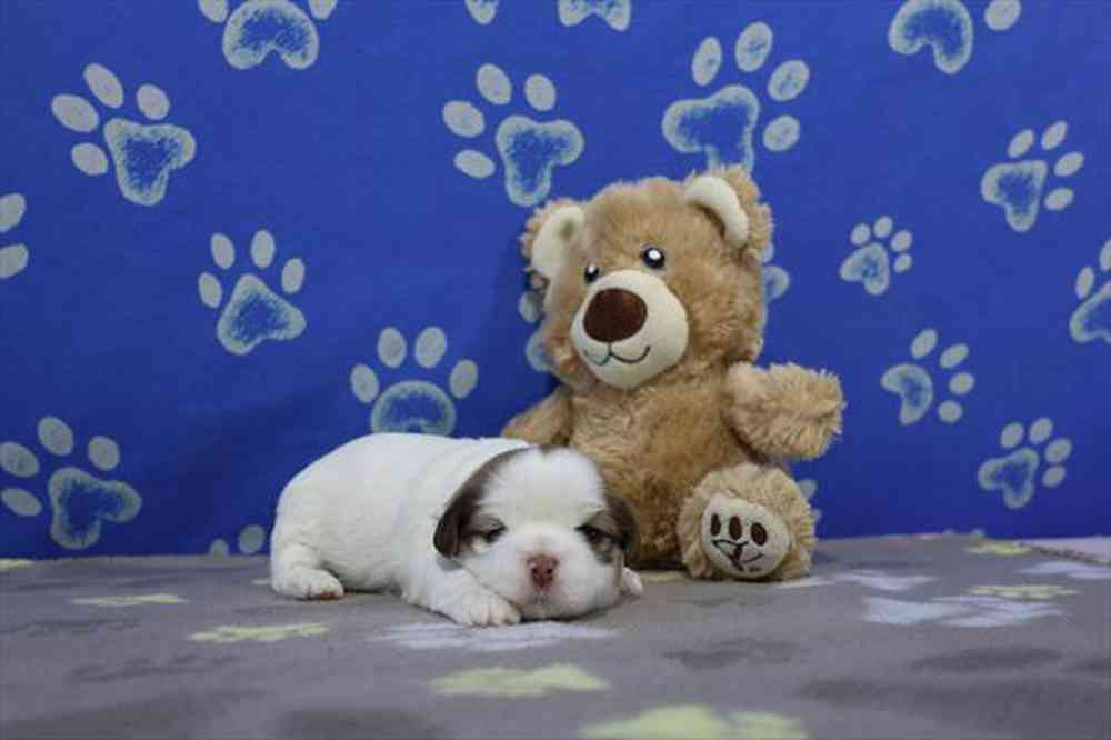 carousel pet images
