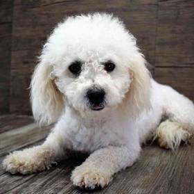 Bichon