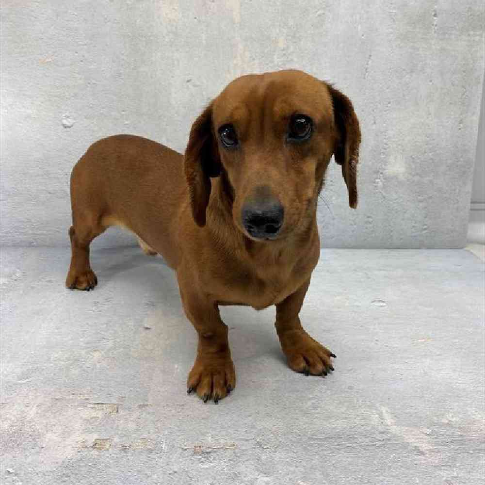 Male Dachshund Puppy for Sale in Millersburg, IN