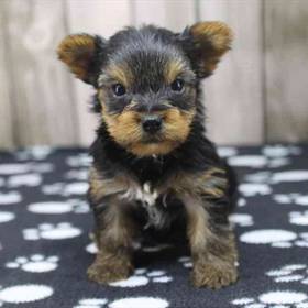 Yorkie
