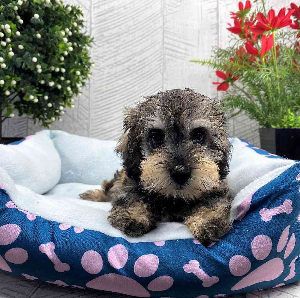 carousel pet images