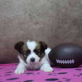 Papillon