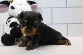 Yorkie