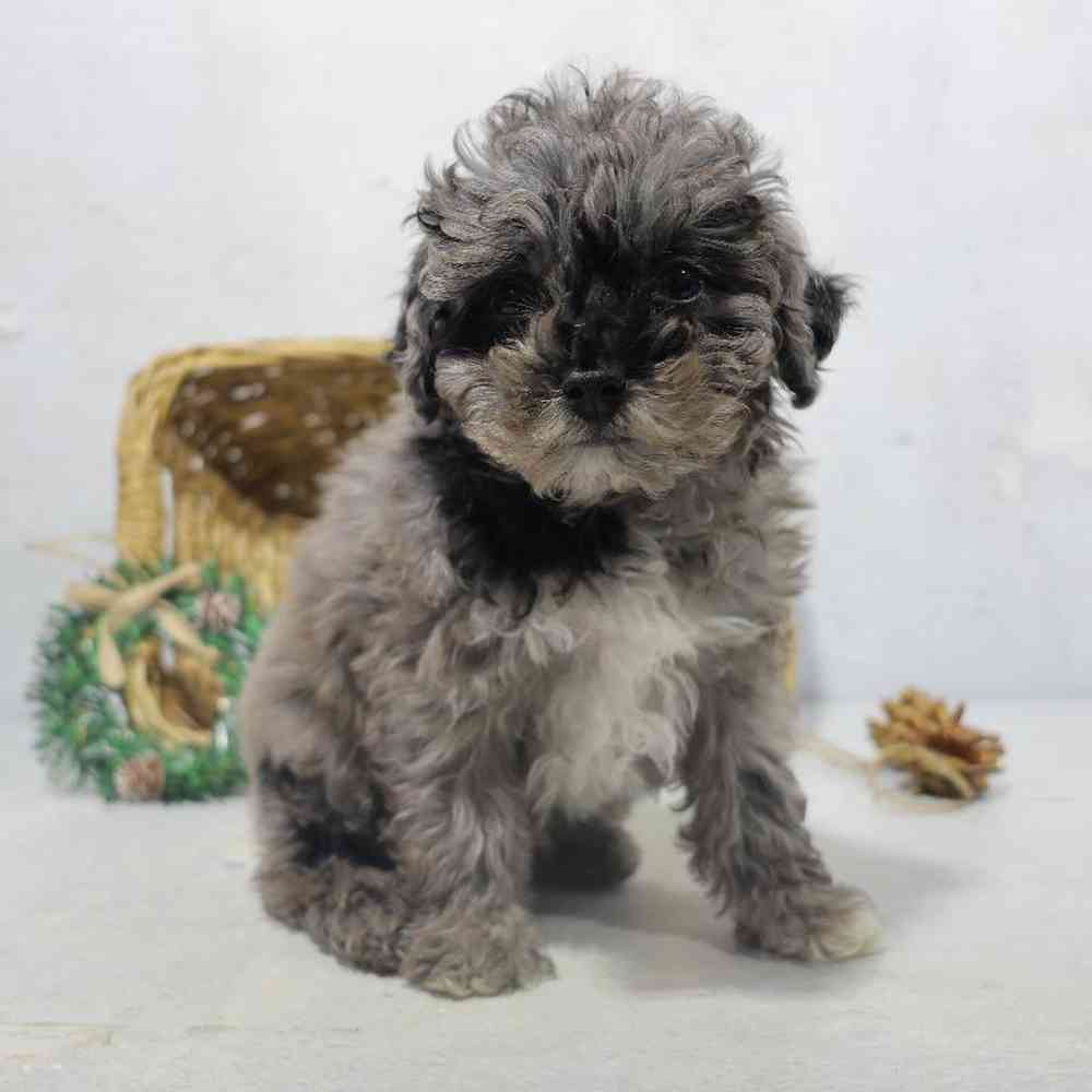 carousel pet images