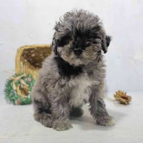 Mini Poodle