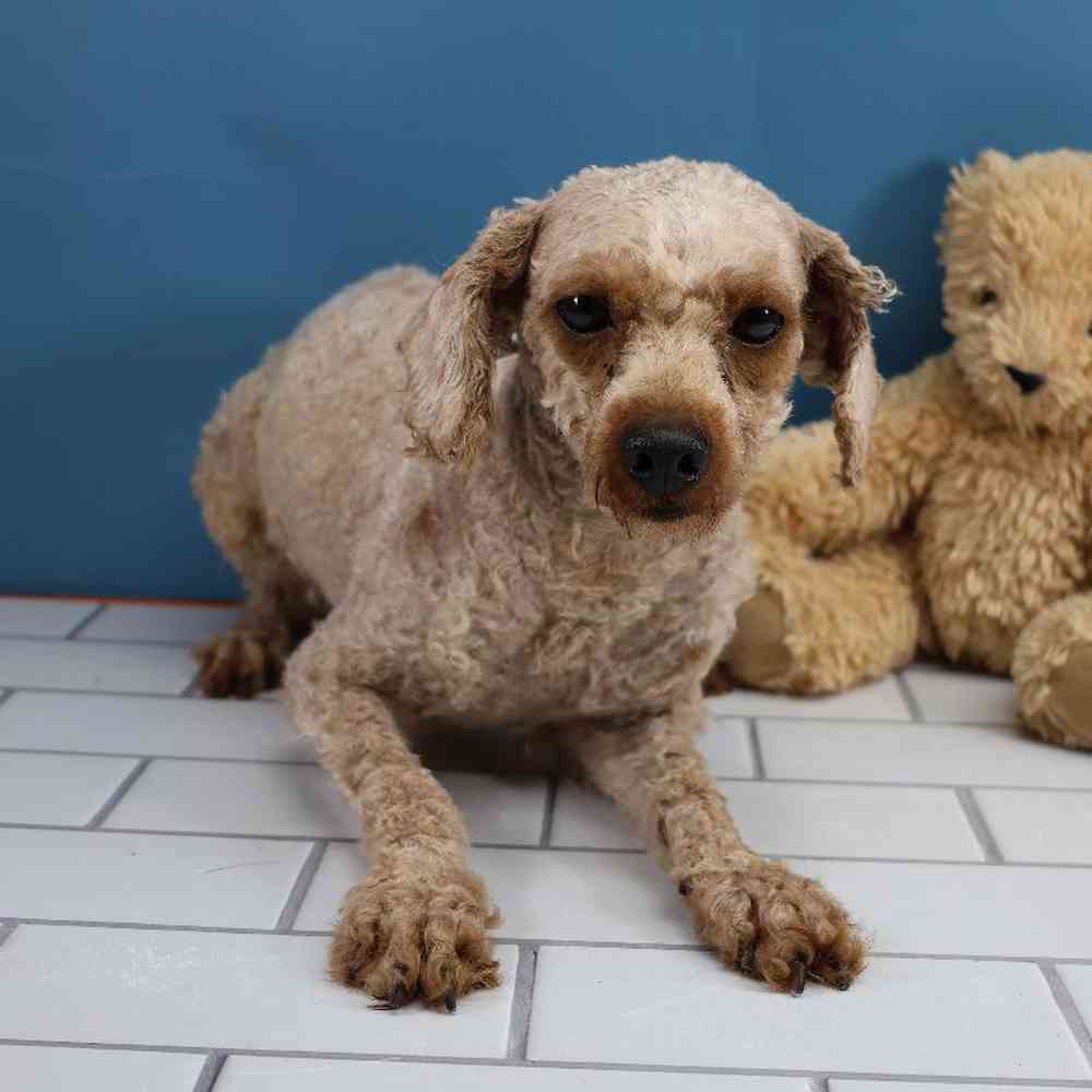Female Shipoo Puppy for Sale in Millersburg, IN