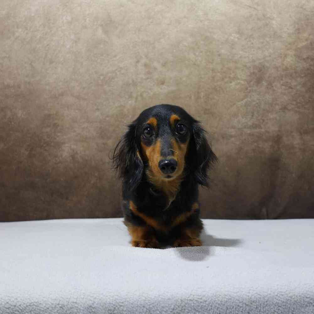 Female Dachshund Puppy for Sale in Millersburg, IN