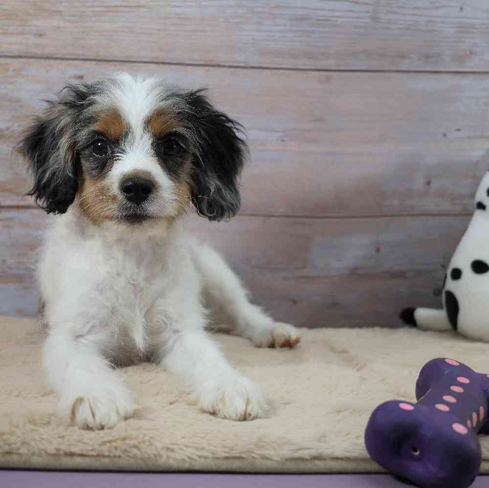 carousel pet images
