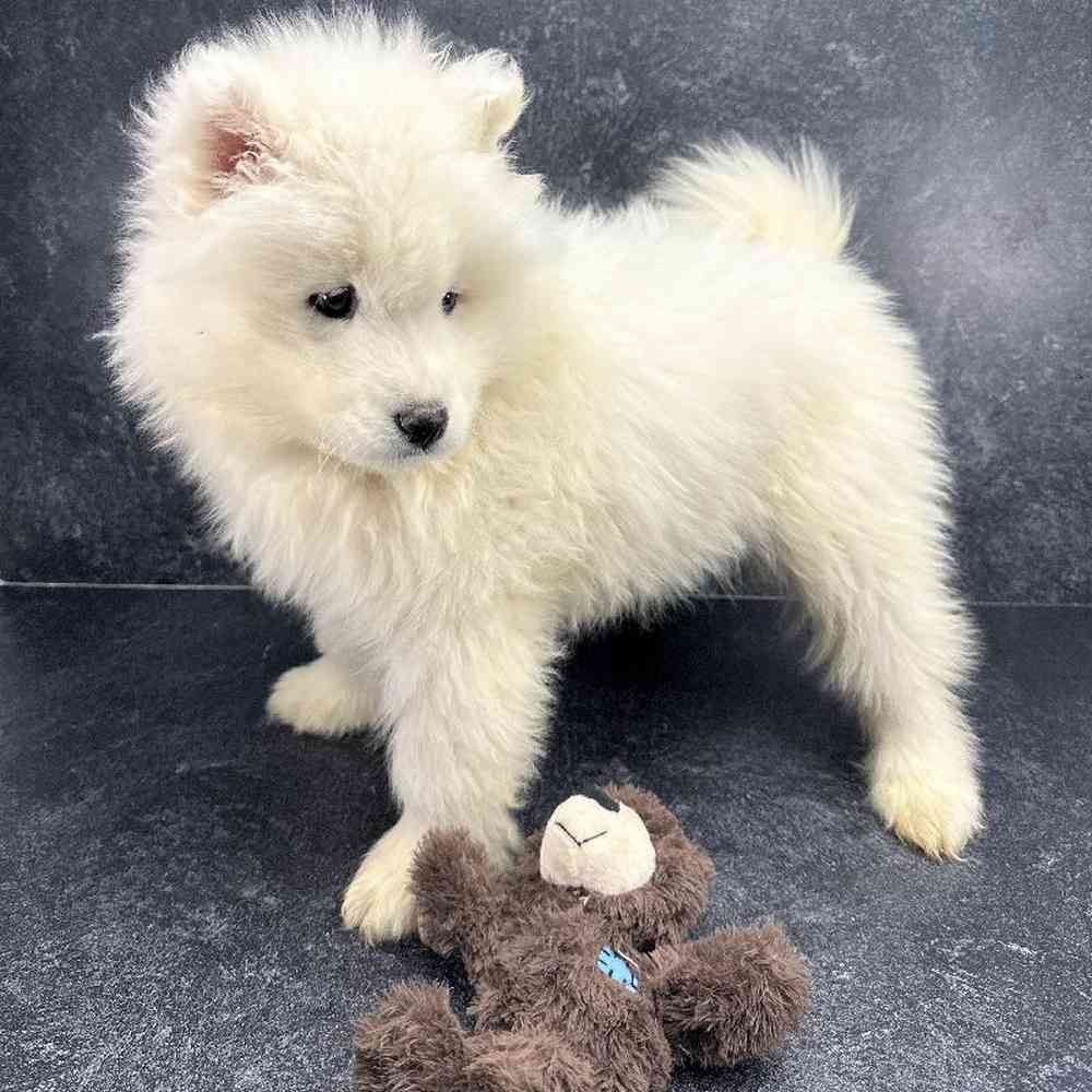 Male Samoyed Puppy for Sale in Millersburg, IN