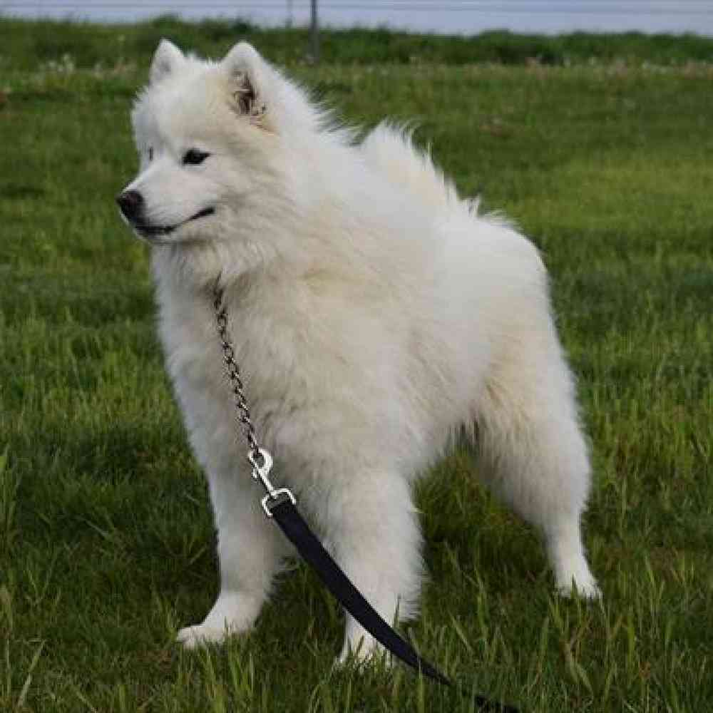 Male Samoyed Puppy for Sale in Millersburg, IN