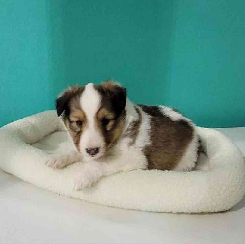 carousel pet images