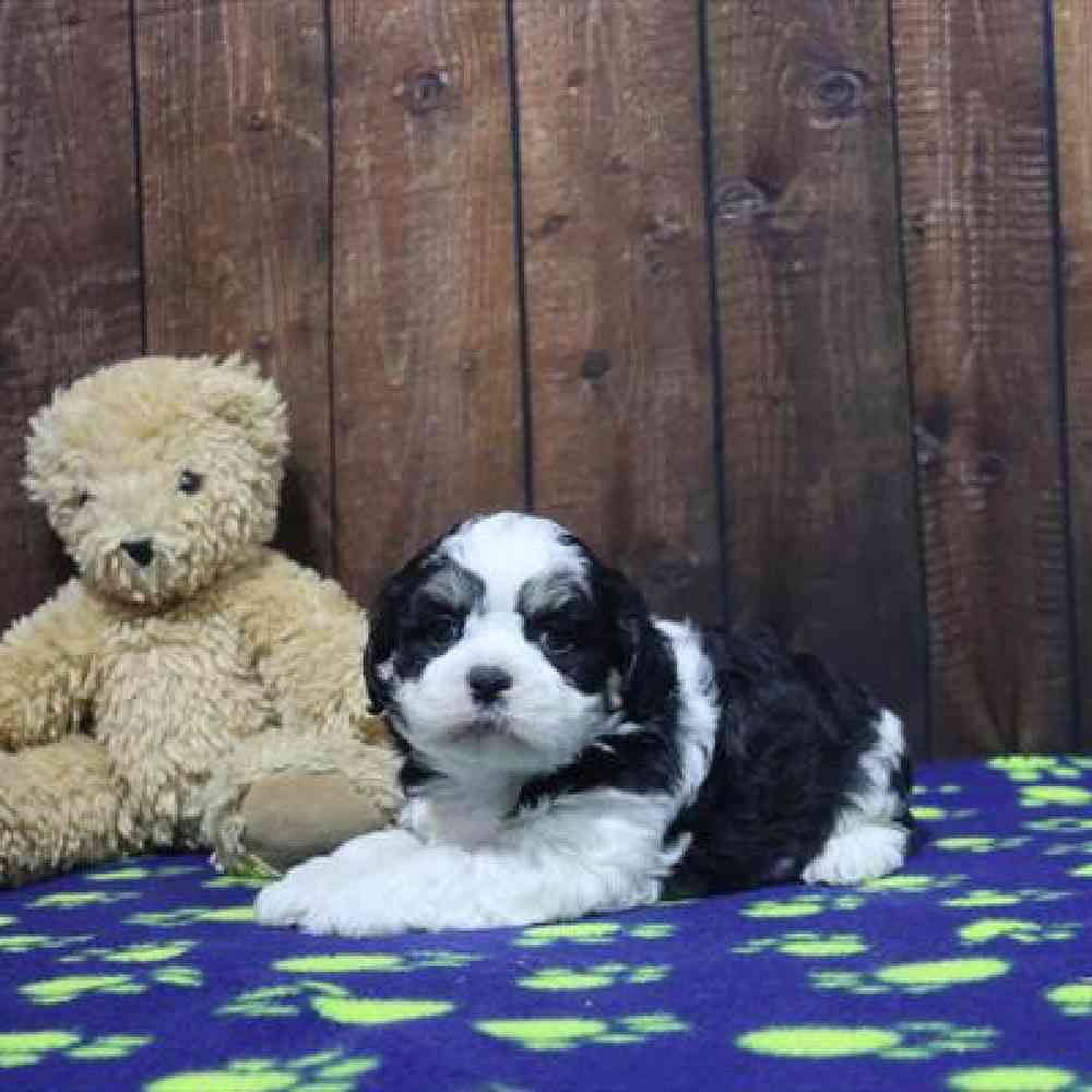 carousel pet images