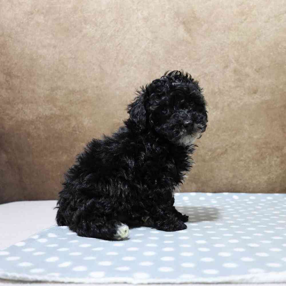 Male Mini Poodle Puppy for Sale in Millersburg, IN