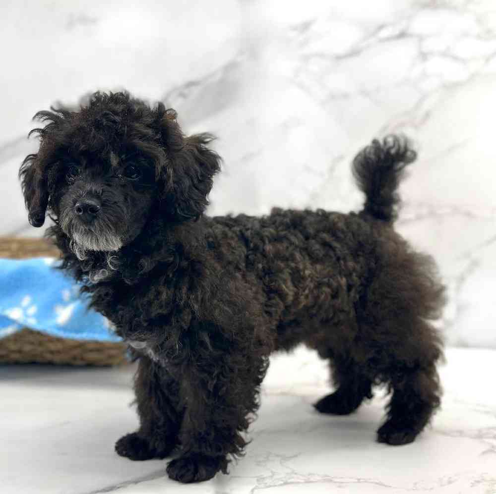 Male Mini Poodle Puppy for Sale in Millersburg, IN