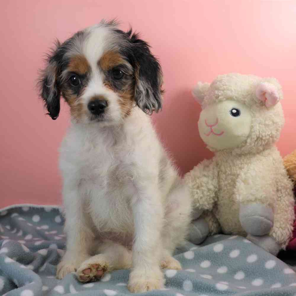 carousel pet images