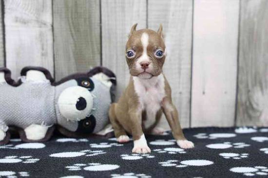 Boston Terrier
